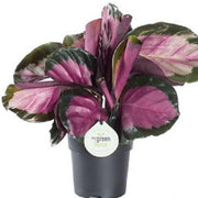 Calathea roseopicta "Crimson" 14/50 Plants Almost Paradise Berlin